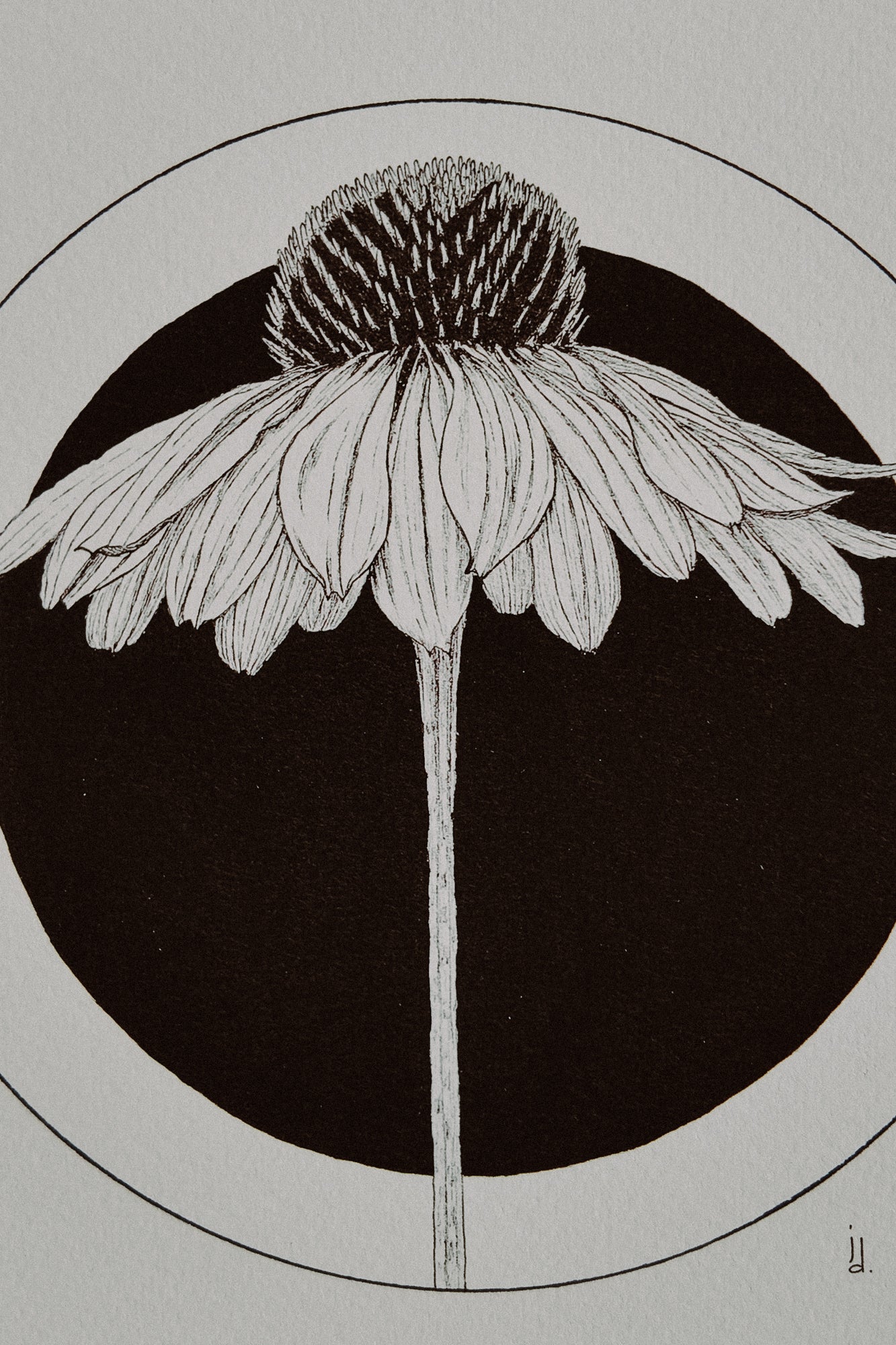 Framed Coneflower Print