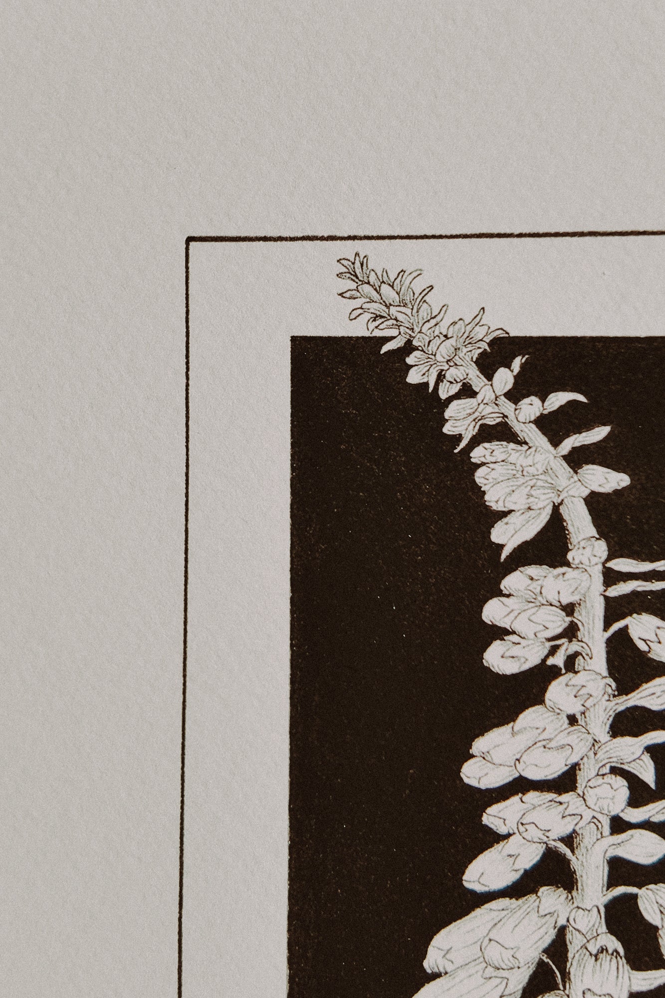 Framed Foxglove Print