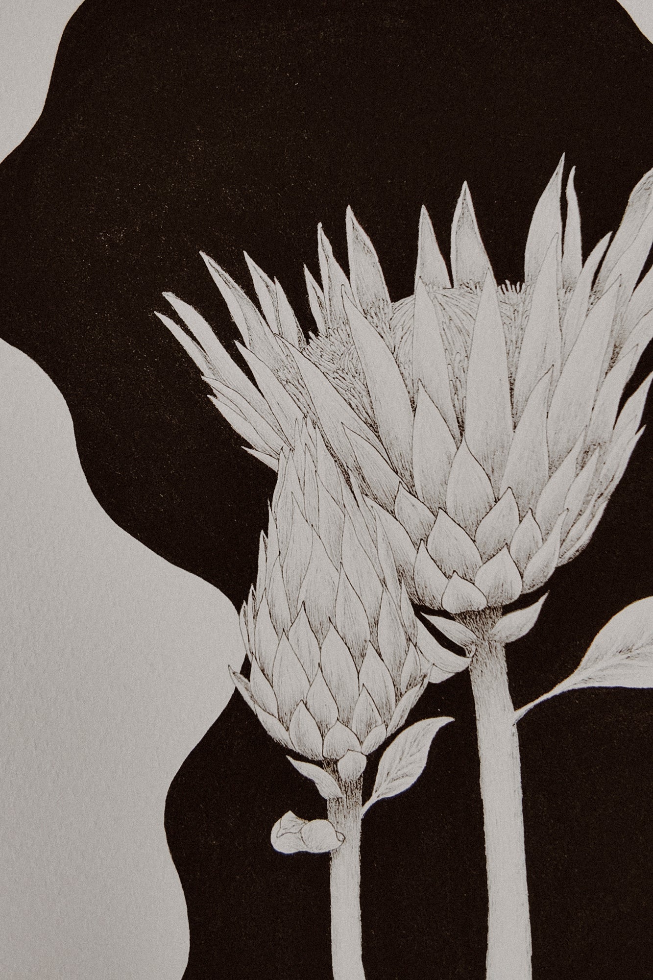 Protea Print